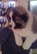 Slika 1