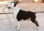 Slika 1