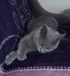 Slika 4