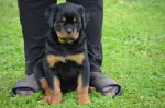 Slika 3
