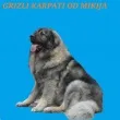 Slika 6