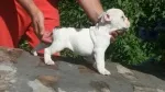 Slika 6