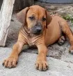Slika 1