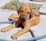 Slika 3