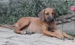 Slika 4