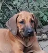 Slika 6