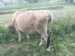 Slika 3
