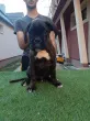 Slika 4