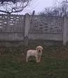 Slika 5