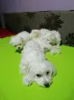 Slika 1