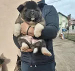 Slika 3