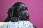 Slika 2