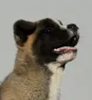 Slika 1