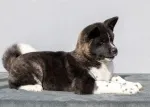 Slika 2