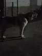 Slika 1