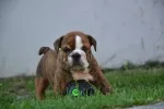 Slika 1