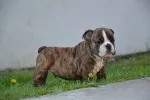 Slika 4