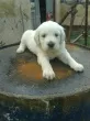Slika 4