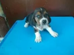 Slika 1
