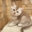 Slika 5