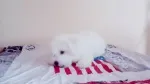 Slika 5