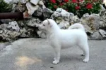 Slika 1
