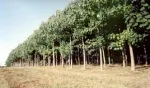 Slika 1