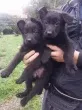 Slika 1