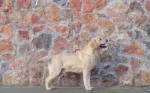 Slika 4