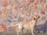 Slika 5