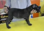 Slika 1