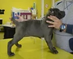 Slika 5