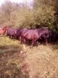 Slika 1