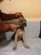 Slika 1