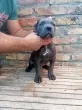 Slika 4