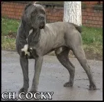 Slika 6