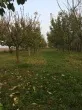 Slika 4