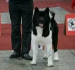 Slika 6