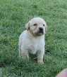 Slika 1