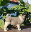 Slika 3