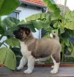 Slika 4