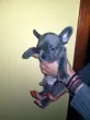 Slika 1