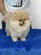Slika 3