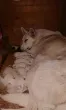 Slika 1