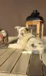 Slika 1