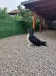 Slika 6