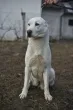 Slika 3