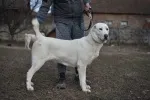 Slika 5