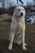 Slika 6
