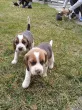 Slika 5